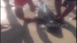 Beached dolphin rescued