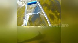 Playful dolphin swims back and forth underneath a clear canoe