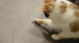 Cat plays with spider
