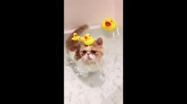 Kitty in the tub with a ducky on his head