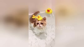 Newsflare Edit - Kitty in the tub with a ducky on his head