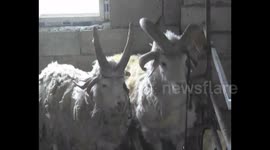 Strange multi-horned sheep spotted in China