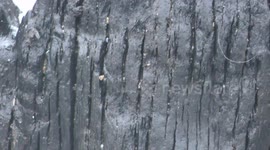 Historic remains of Forest on Redcar Beach