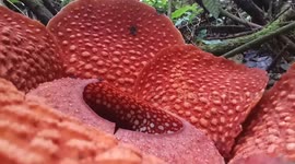 World's largest flower seen in peak bloom in Indonesia forest