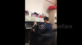 Alaskan Malamute sings along with piano-playing owner