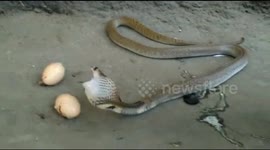 Cobra regurgitates three eggs when cornered by snake catcher
