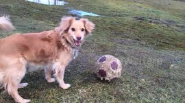 Cute Dog has Football Skills