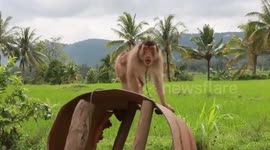 MONKEY FOR SALE