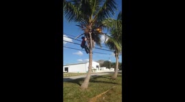 HOW TO GET A FRESH COCONUT, HATCHET BAY, ELEUTHERA BAHAMAS