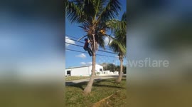 Newsflare Edit - HOW TO GET A FRESH COCONUT, HATCHET BAY, ELEUTHERA BAHAMAS