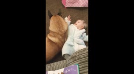 Belgian Malinois playing with baby