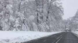 Trees Bend Under Snow - March 2018 snow storm