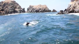 Playful seals chase tourists boat off Peru coast
