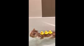 Kitten swimming in bathtub with rubber ducks