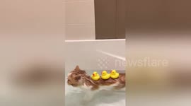 Newsflare Edit - Kitten swimming in bathtub with rubber ducks