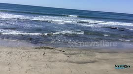 spectacular Beach in carlsbad ca