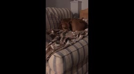 Hound Dog Jaxon Howling Amazing Grace