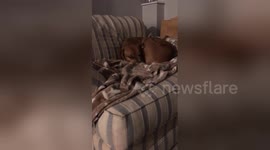 Newsflare Edit - Hound Dog Jaxon Howling Amazing Grace