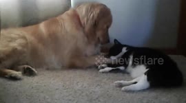 Cat gives Dog a massage pedicure