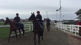 Horses take a stroll along the gallops at Cheltenham Festival 2018