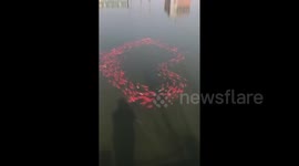 How romantic! Carp fish form heart shape on White Day