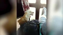 Nail-biting footage shows adrenaline junkie throwing himself off 400ft cliff with his daredevil dog