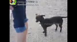 Little dog looks both ways before crossing the street.
