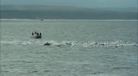 Panicked dolphins swim in a frenzy to avoid killer whale attack