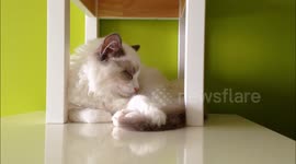 Cute kitten enjoys an afternoon nap