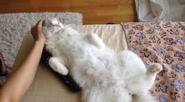 Cat loves sleeping on his back