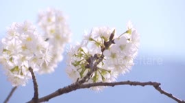 Drone footage captures southern China cherry blossoms