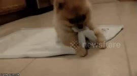 Pet dog