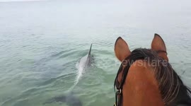 Incredible moment horse goes swimming with dolphins in Australia