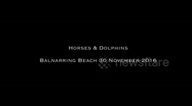Dolphins & Horses swim together at Balnarring Beach, Australia