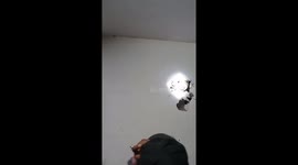 Massive python caught hiding inside living room wall