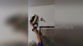 Massive python caught hiding inside living room wall