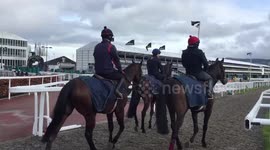 Horses take an early morning gallop on St Patrick’s Thursday at Cheltenham Festival