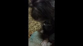 Lamb being born