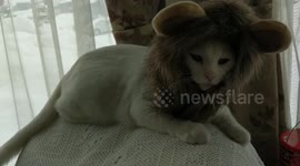 Is this a Cat or a Lion?