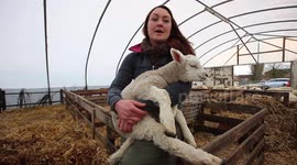 Huge lamb one of Britian's biggest ever born - which weighs the same as an average toddler