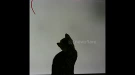 Cat Meets Video String Get Super Bored