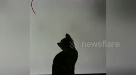 Newsflare Edit - Cat Meets Video String Get Super Bored