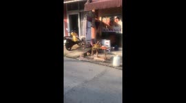 A hungry monkey steals some fruit