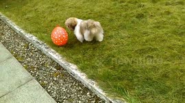 Gizmo the 5 month Shih Tzu, playing with a balloon in the garden