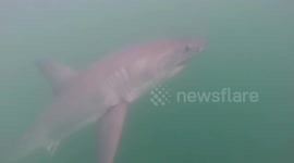 Lucky seal escapes jaws of a white shark