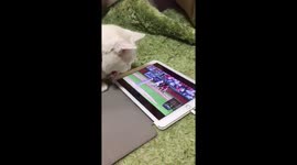 The Cat is a Fan of Baseball