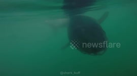 George, the Curious White Shark, Loves Biting Metal