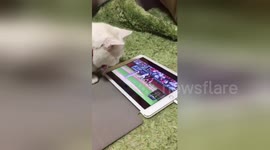 Newsflare Edit - The Cat is a Fan of Baseball