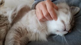 Cat sleeps in owner's arms like a baby