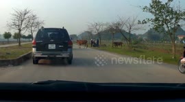The Car is stopped by Cows